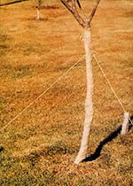 A paper or cloth wrap will also protect young plants from rabbits.